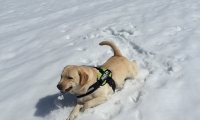 Charlie e la neve